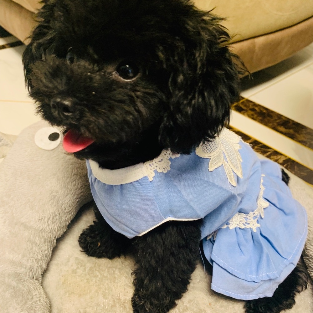 Pet dresses set - Picture 4 of 4